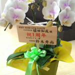 １周年祝いに胡蝶蘭をいただききました！
